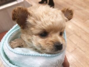 チワワとプードルのミックス犬
